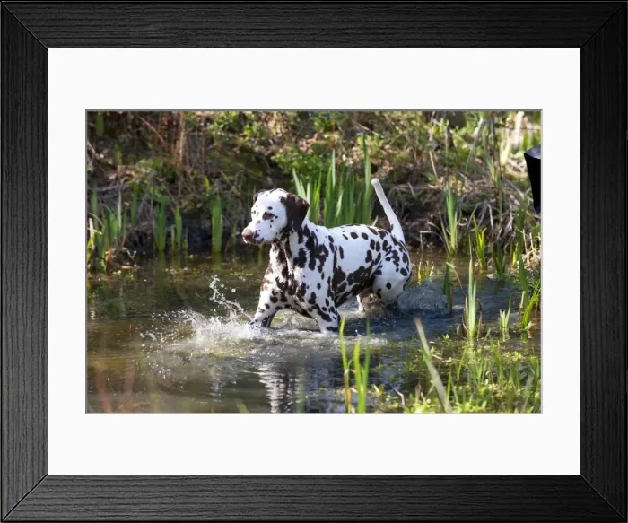 Framed Print : Picture No. 10888931