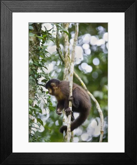 Framed Print : Picture No. 10889167 Framed Print : Picture No. 10889167