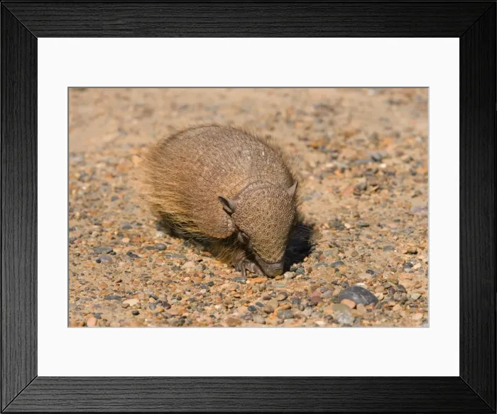 Framed Print : Picture No. 10889143 Framed Print : Picture No. 10889143