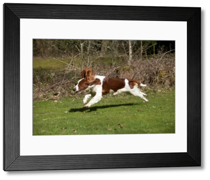 Framed Print : Picture No. 10888916 Framed Print : Picture No. 10888916