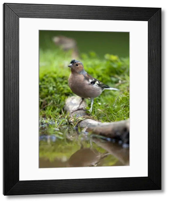 Framed Print : Picture No. 10889132 Framed Print : Picture No. 10889132