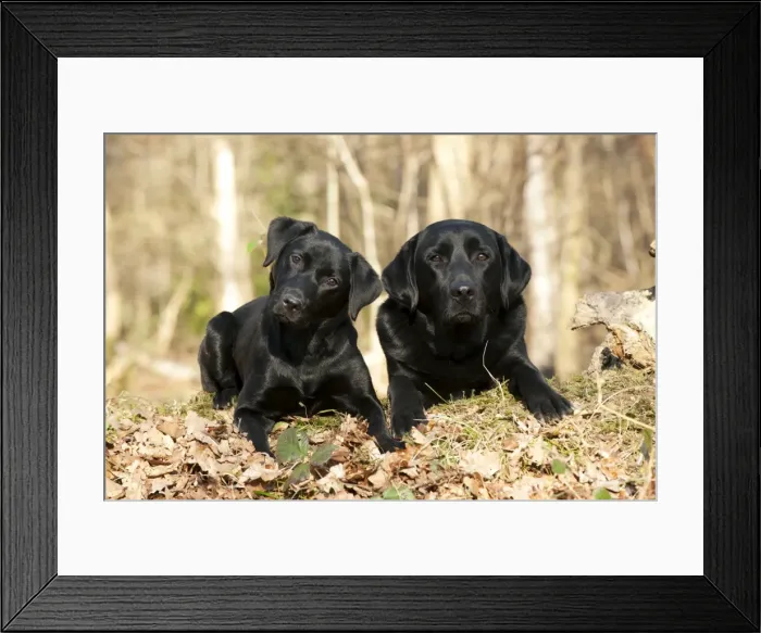 Framed Print : Picture No. 10888893 Framed Print : Picture No. 10888893