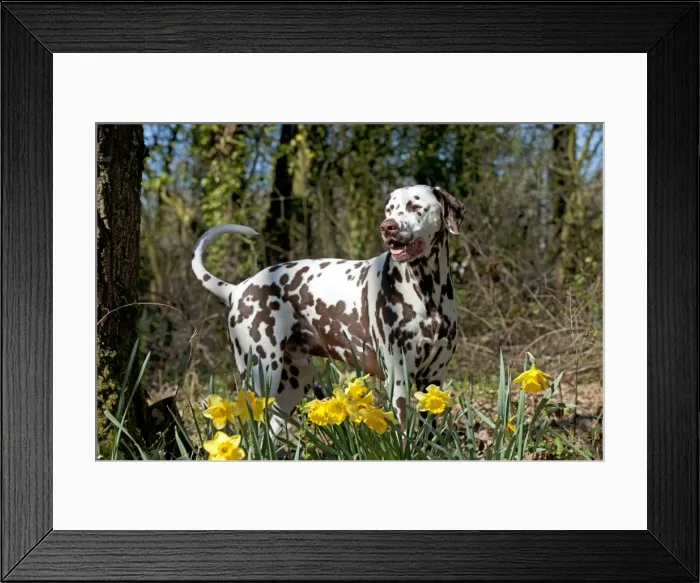 Framed Print : Picture No. 10888926