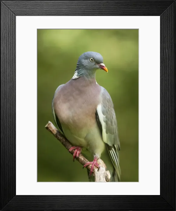 Framed Print : Picture No. 10889131 Framed Print : Picture No. 10889131