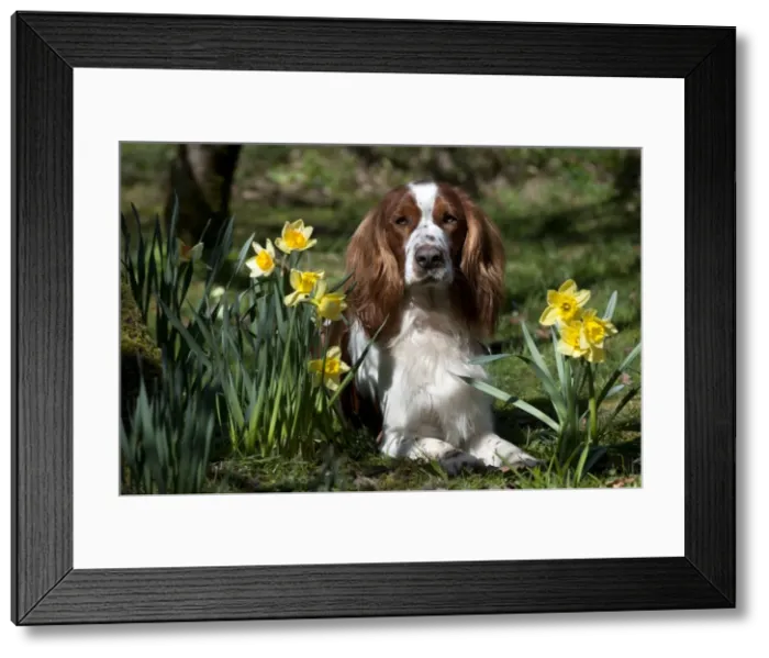 Framed Print : Picture No. 10888912 Framed Print : Picture No. 10888912