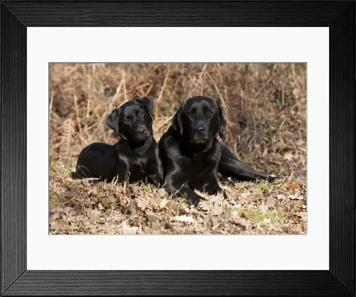 Framed Print : Picture No. 10888892 Framed Print : Picture No. 10888892