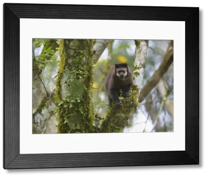 Framed Print : Picture No. 10889165 Framed Print : Picture No. 10889165