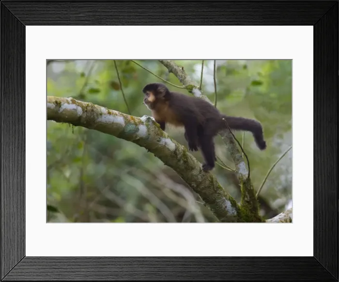 Framed Print : Picture No. 10889168 Framed Print : Picture No. 10889168