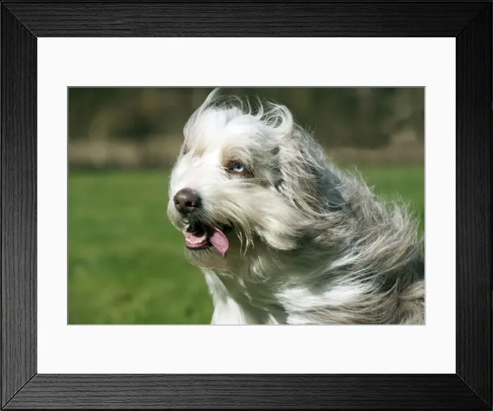 Framed Print : Picture No. 10888900 Framed Print : Picture No. 10888900