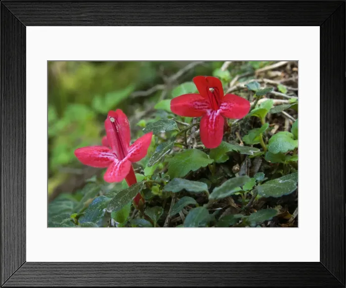Framed Print : Picture No. 10889136 Framed Print : Picture No. 10889136