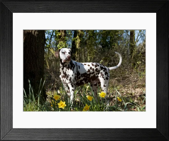 Framed Print : Picture No. 10888927 Framed Print : Picture No. 10888927