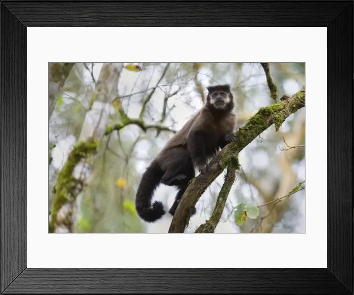 Framed Print : Picture No. 10889166 Framed Print : Picture No. 10889166