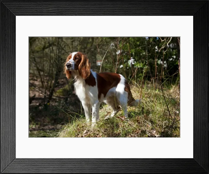 Framed Print : Picture No. 10888913 Framed Print : Picture No. 10888913