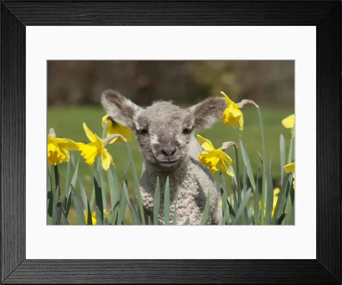 Framed Print : Picture No. 10888918 Framed Print : Picture No. 10888918