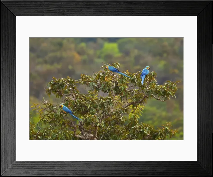 Framed Print : Picture No. 10889174 Framed Print : Picture No. 10889174