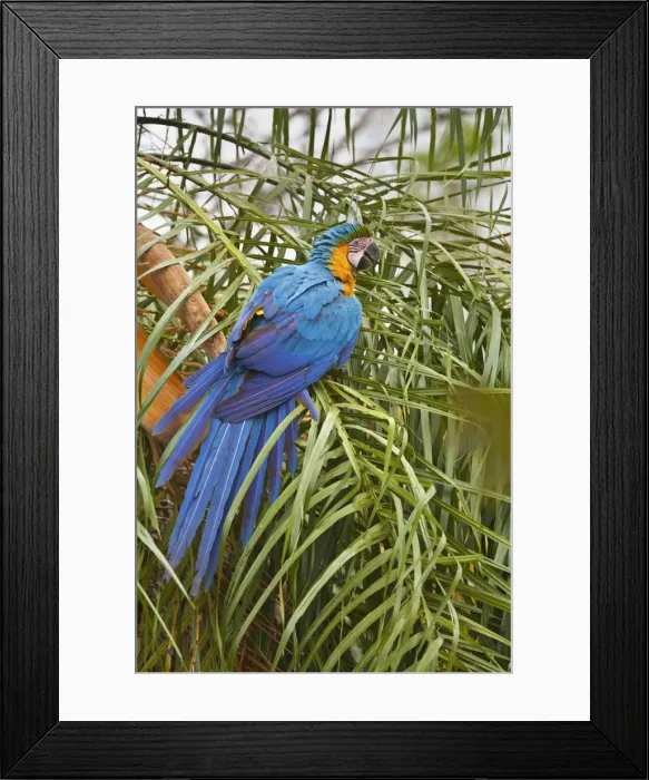 Framed Print : Picture No. 10889172 Framed Print : Picture No. 10889172