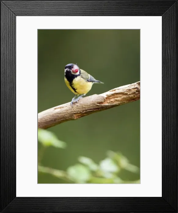 Framed Print : Picture No. 10889129 Framed Print : Picture No. 10889129