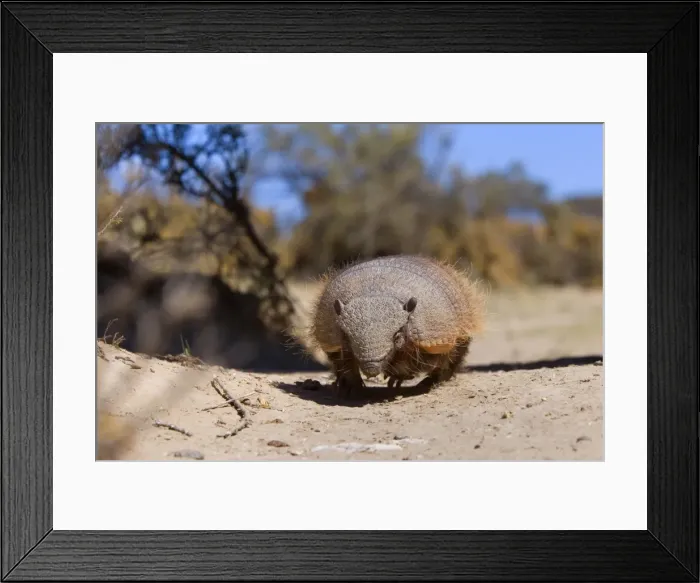 Framed Print : Picture No. 10889145 Framed Print : Picture No. 10889145