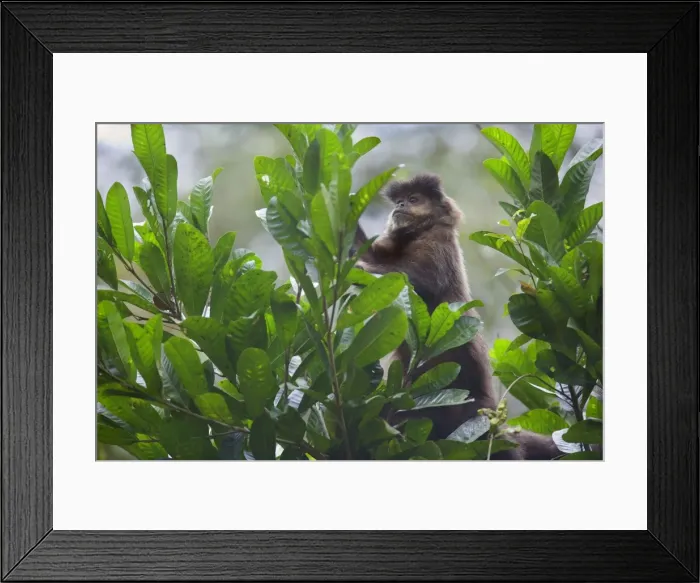 Framed Print : Picture No. 10889163 Framed Print : Picture No. 10889163