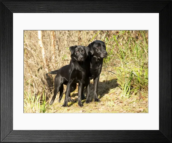 Framed Print : Picture No. 10888894 Framed Print : Picture No. 10888894