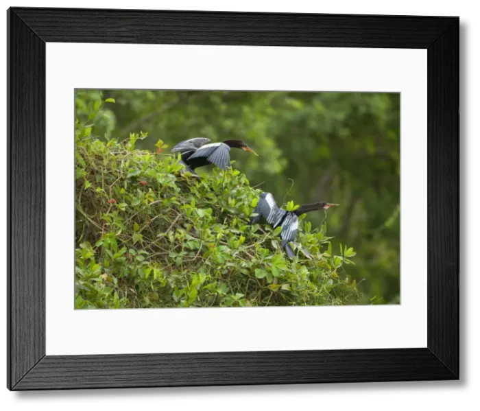 Framed Print : Picture No. 10889137 Framed Print : Picture No. 10889137