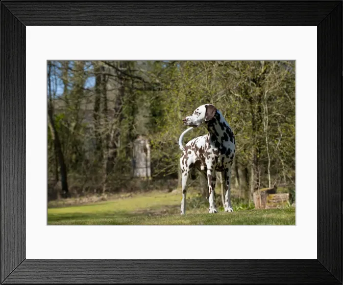 Framed Print : Picture No. 10888933 Framed Print : Picture No. 10888933