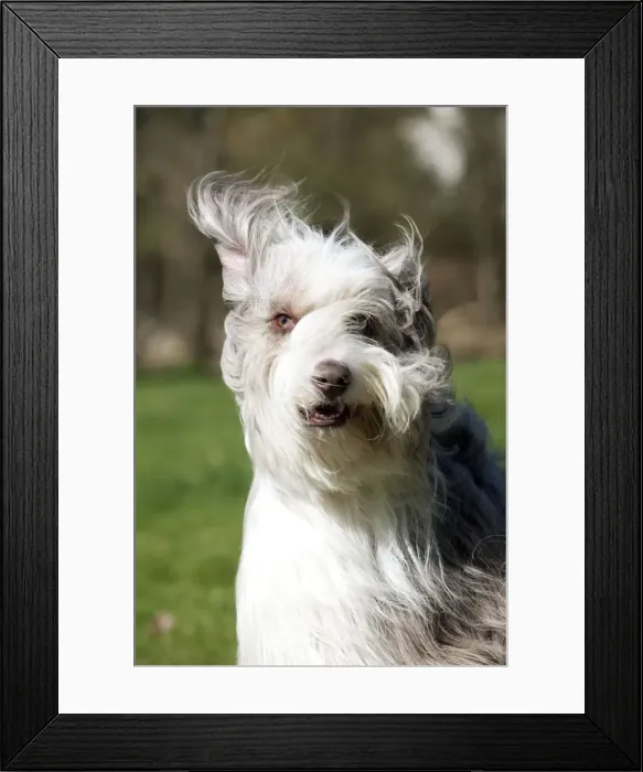 Framed Print : Picture No. 10888901 Framed Print : Picture No. 10888901