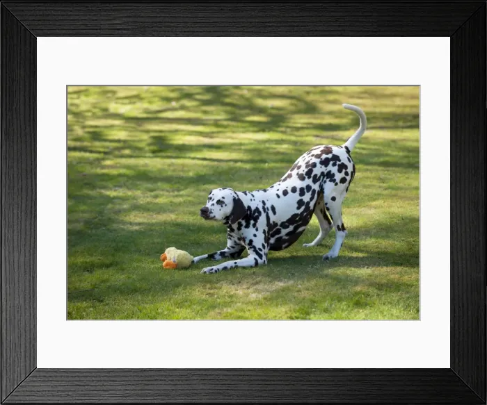 Framed Print : Picture No. 10888935 Framed Print : Picture No. 10888935