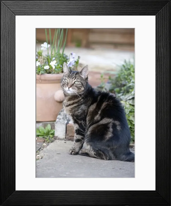 Framed Print : Picture No. 10888923 Framed Print : Picture No. 10888923