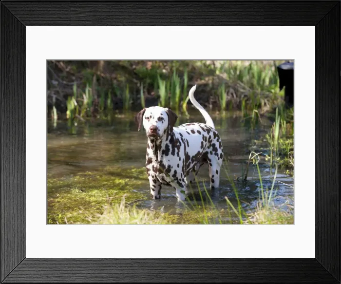 Framed Print : Picture No. 10888929 Framed Print : Picture No. 10888929