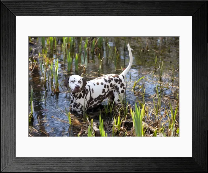 Framed Print : Picture No. 10888928