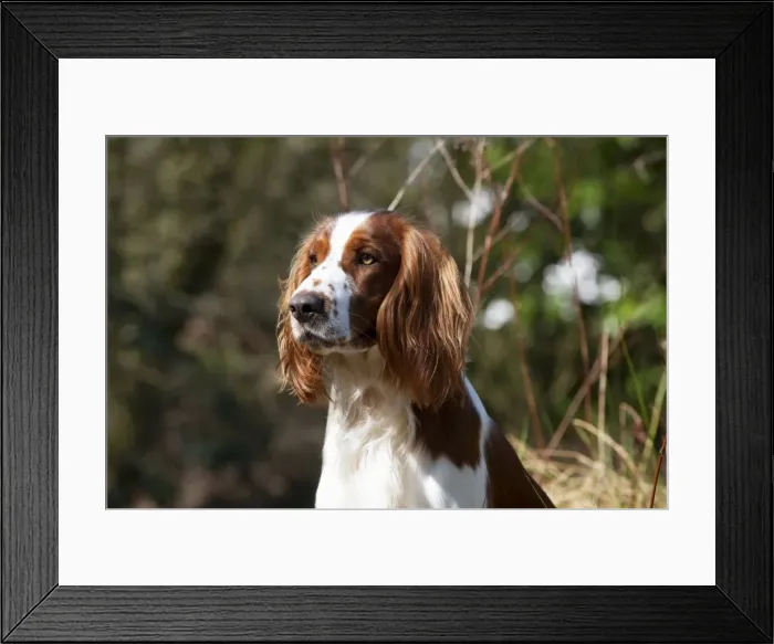 Framed Print : Picture No. 10888914 Framed Print : Picture No. 10888914