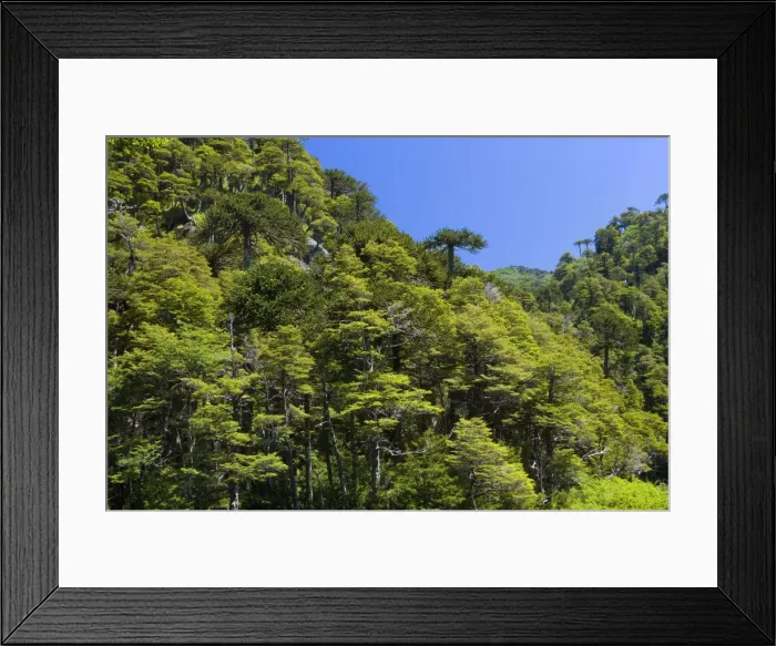 Framed Print : Picture No. 10889138 Framed Print : Picture No. 10889138