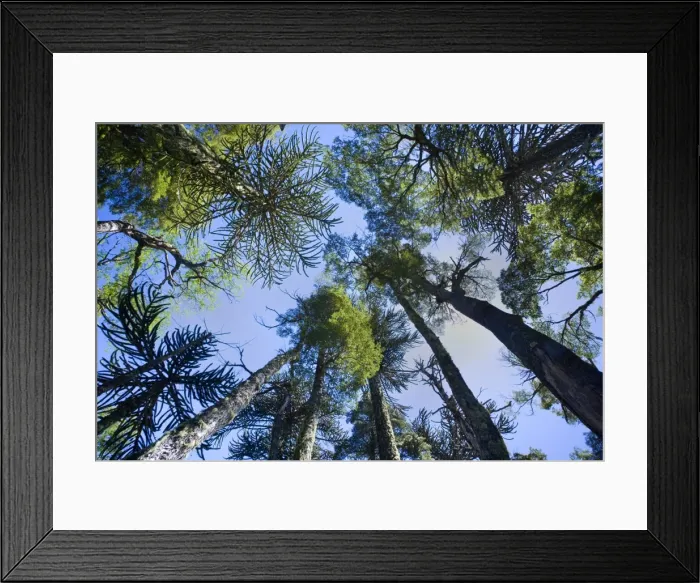 Framed Print : Picture No. 10889142 Framed Print : Picture No. 10889142