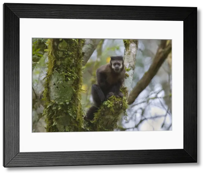 Framed Print : Picture No. 10889164 Framed Print : Picture No. 10889164