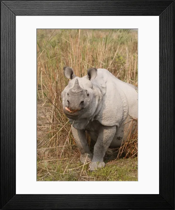 Framed Print : Picture No. 10889999 Framed Print : Picture No. 10889999