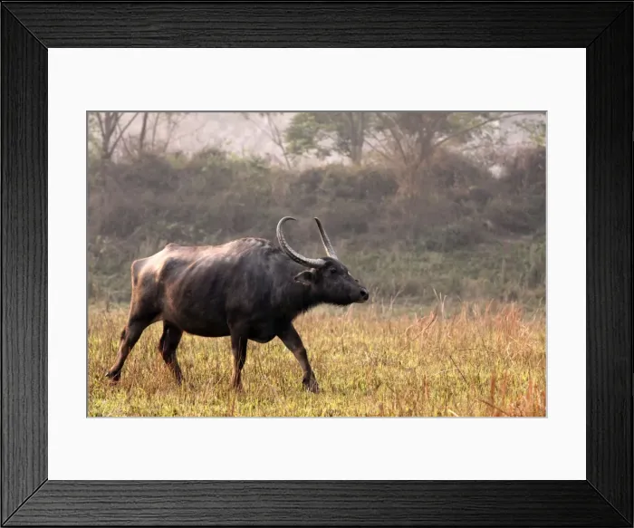Framed Print : Picture No. 10890006 Framed Print : Picture No. 10890006