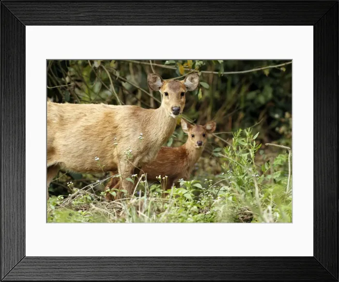 Framed Print : Picture No. 10890008 Framed Print : Picture No. 10890008