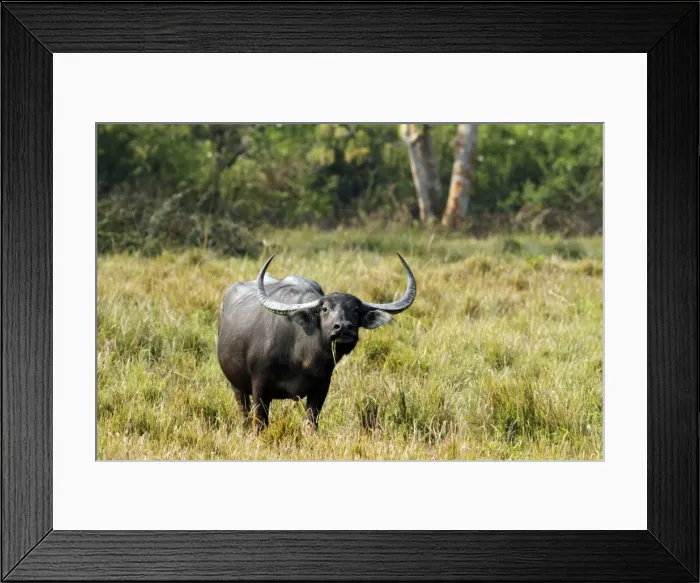 Framed Print : Picture No. 10889971 Framed Print : Picture No. 10889971