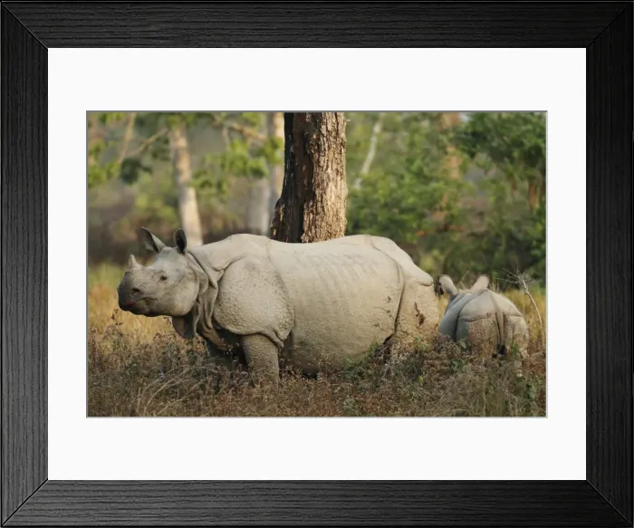 Framed Print : Picture No. 10889995 Framed Print : Picture No. 10889995