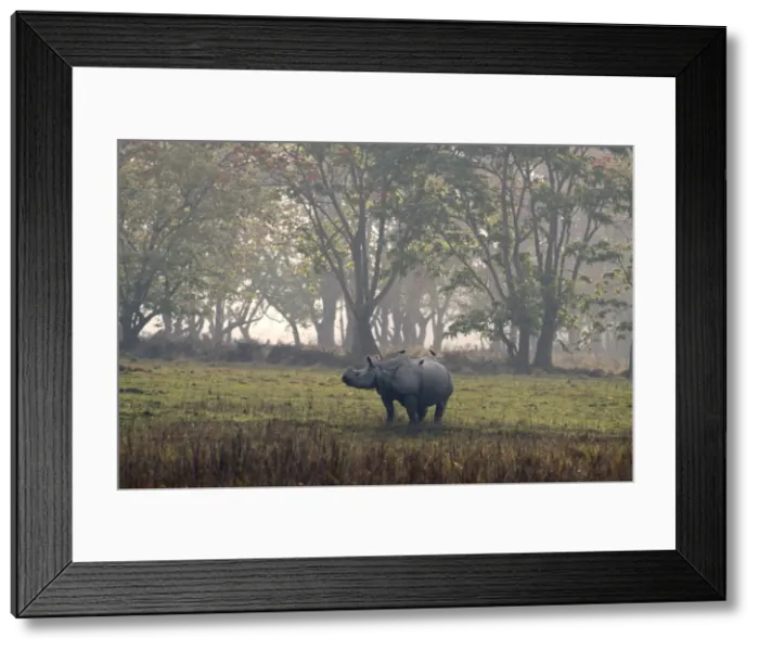 Framed Print : Picture No. 10889978 Framed Print : Picture No. 10889978