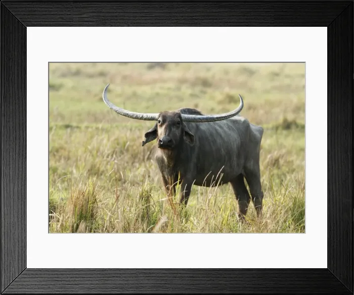 Framed Print : Picture No. 10889997