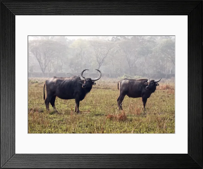 Framed Print : Picture No. 10890002