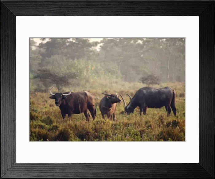 Framed Print : Picture No. 10890000 Framed Print : Picture No. 10890000
