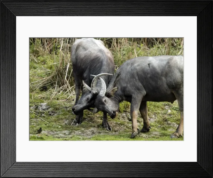 Framed Print : Picture No. 10889991 Framed Print : Picture No. 10889991