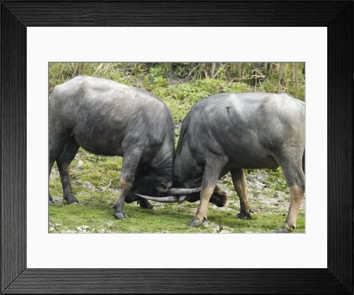 Framed Print : Picture No. 10889987