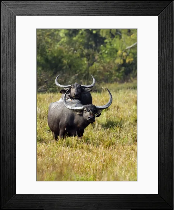 Framed Print : Picture No. 10890016
