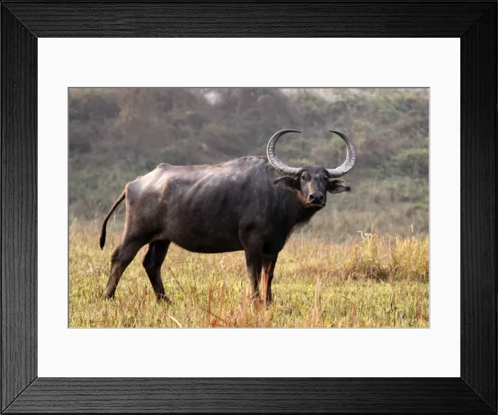 Framed Print : Picture No. 10889979