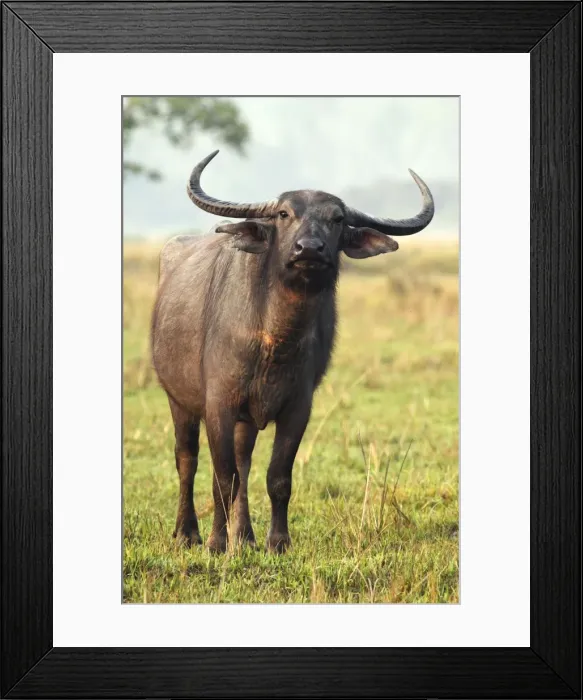 Framed Print : Picture No. 10889973 Framed Print : Picture No. 10889973