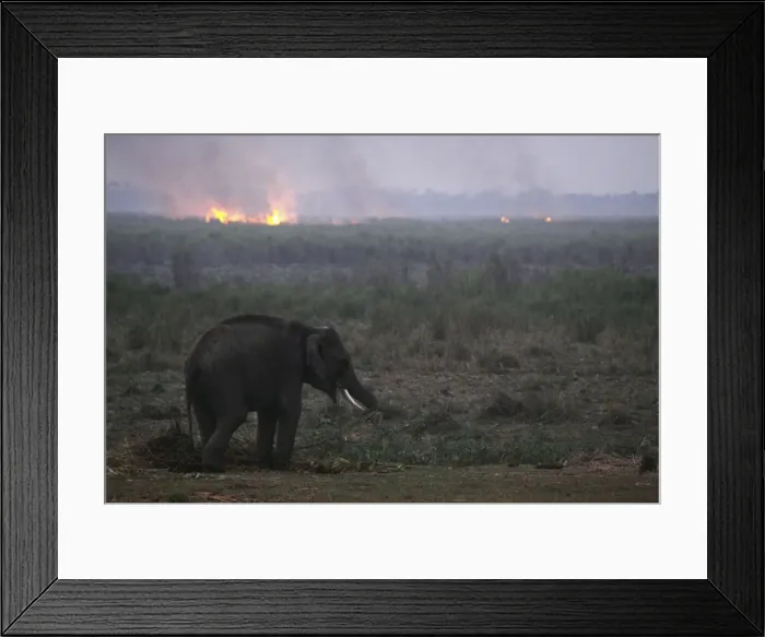 Framed Print : Picture No. 10889993 Framed Print : Picture No. 10889993